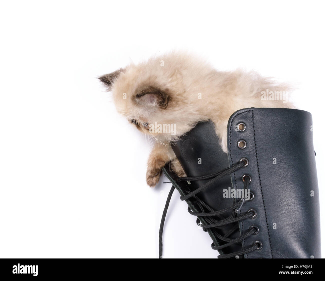 El Gato con Botas concepto imagen - un bebé de dos meses gatito persa  Himalaya Blue Point en la rodilla alta black lace up combat boot Fotografía  de stock - Alamy