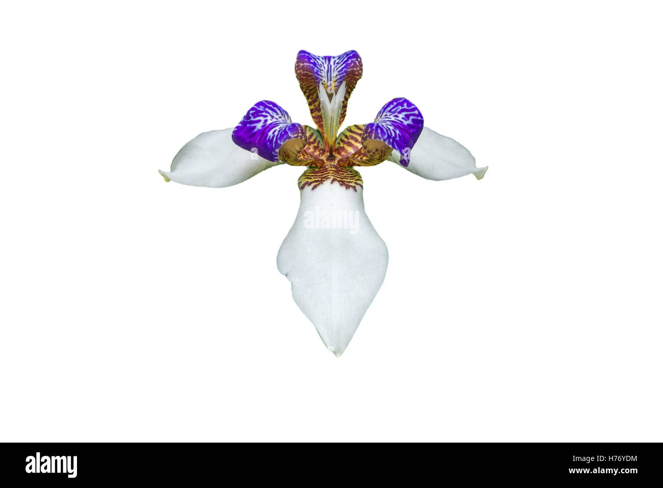 Hermosas flores de orquídeas de color violeta y blanco en fondo blanco  aislado Fotografía de stock - Alamy
