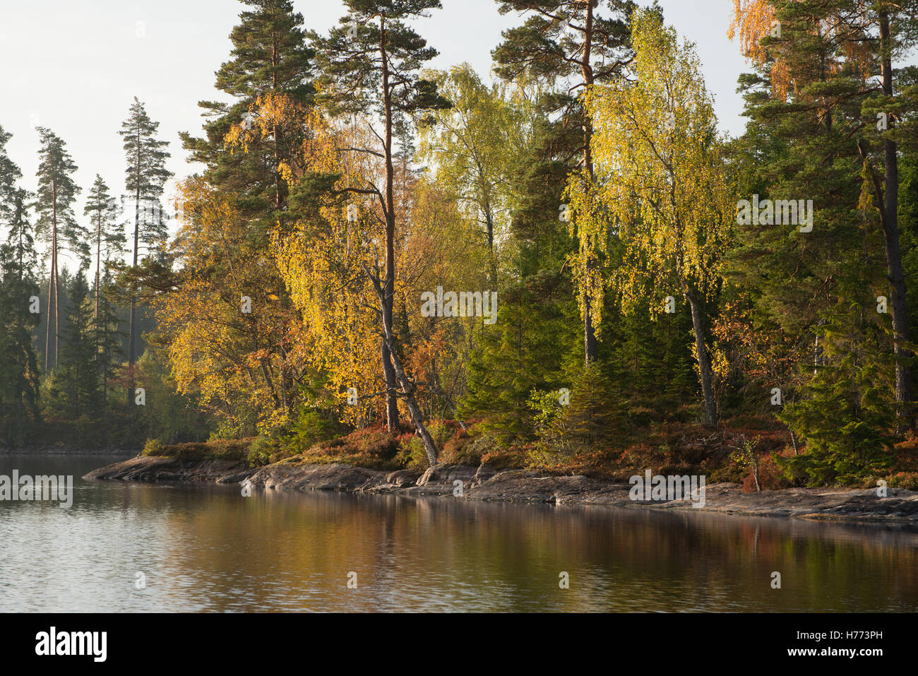 Paisaje otoñal lago Holmasjön cerca Ramkvilla, Smaland, Suecia Foto de stock