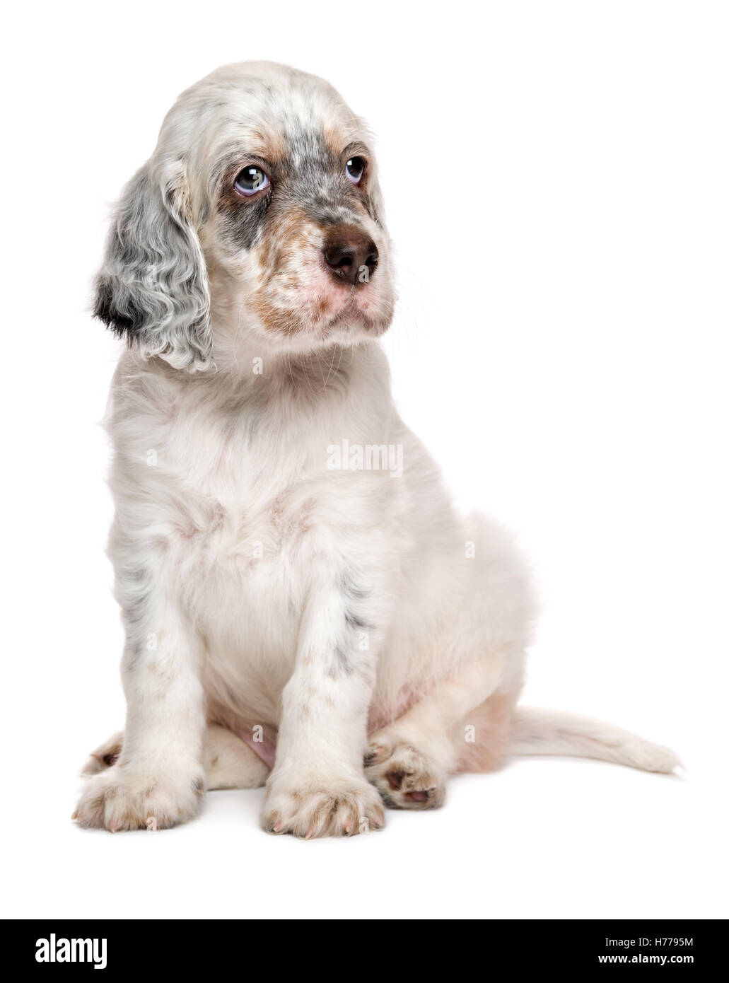 Lindo perrito setter inglés tricolor está sentado delante de un fondo blanco Foto de stock