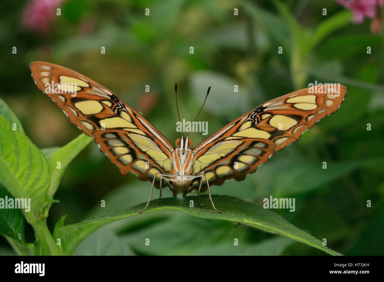 Malaquita Siproeta stelenes (mariposas), Finca de Mariposas, Monteverde, Costa Rica. Foto de stock