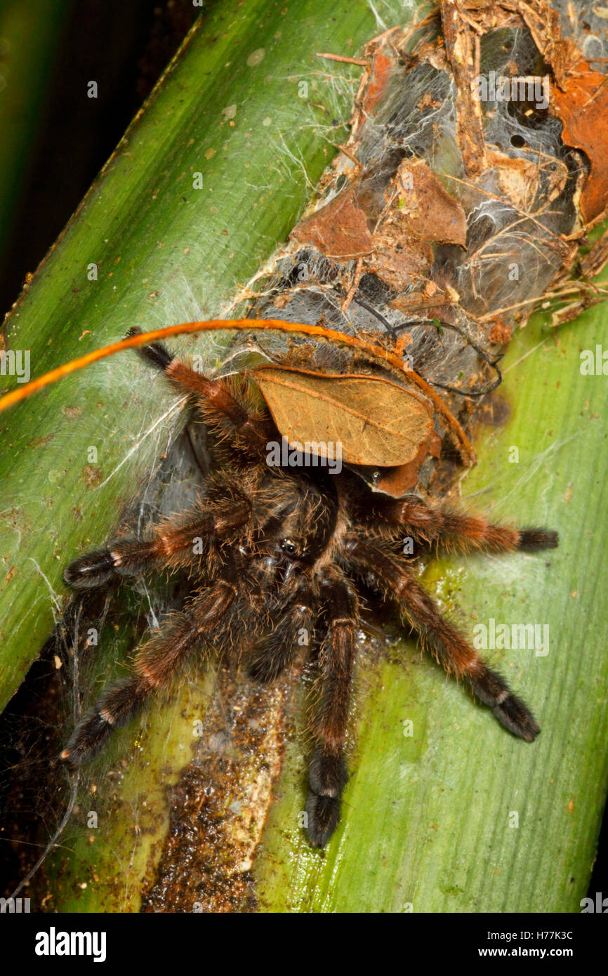 Tarantula (Orangemouth Costarricense Psalmopoesu reduncus) sentados en la entrada al embudo web sobre Palm, La Selva, Costa Rica Foto de stock
