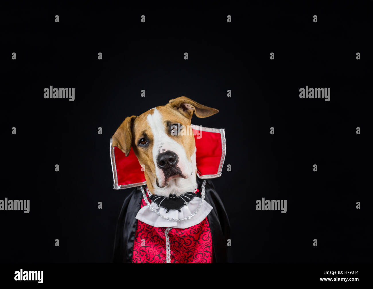 Perro de halloween disfraz de vampiro. Puppy disfrazados para halloween en  un traje de vampiro posando delante de un fondo oscuro Fotografía de stock  - Alamy