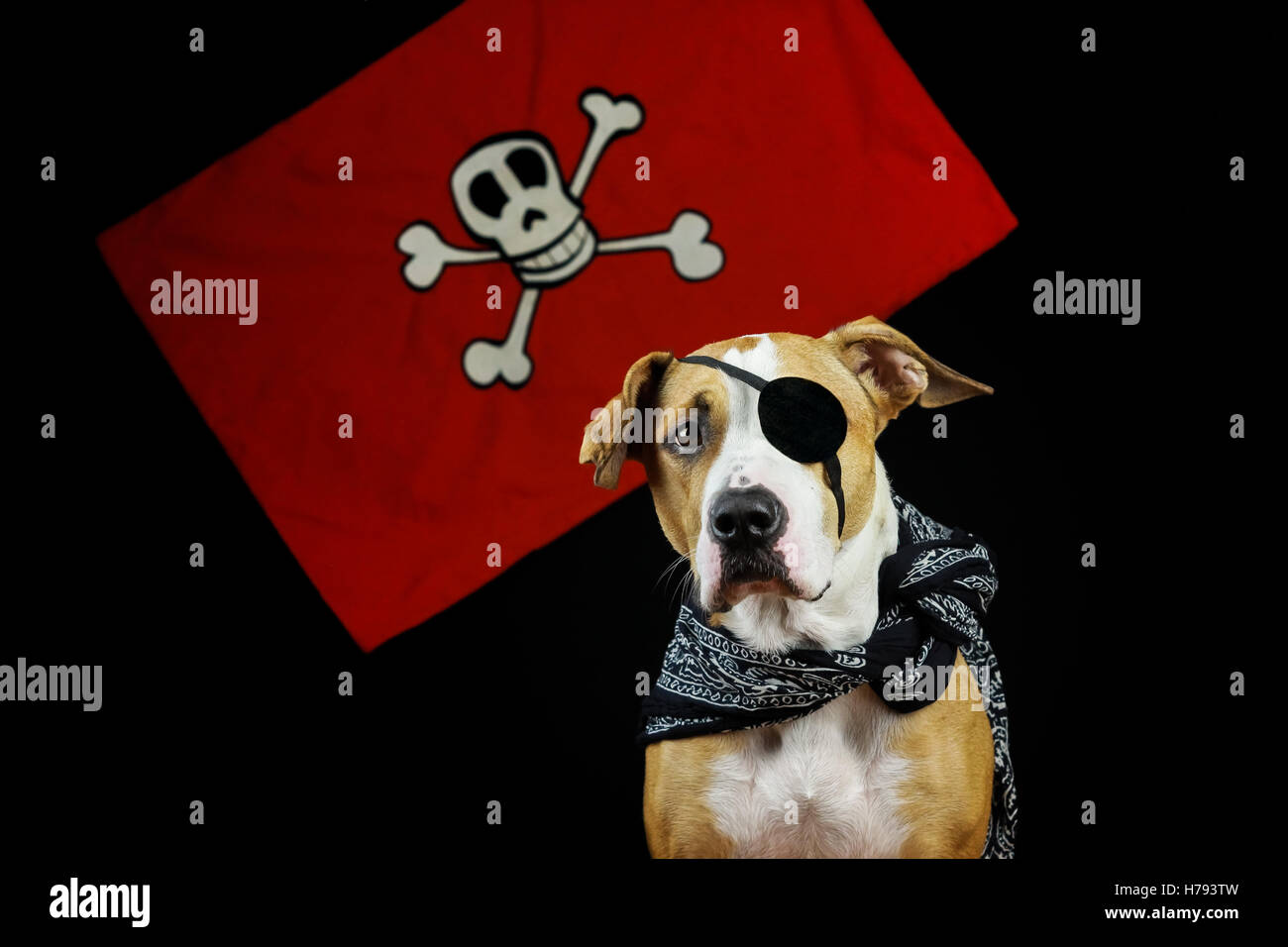 Perro en traje de pirata. Puppy disfrazados para halloween como One eyed  pirata posando delante de fondo negro y rojo de la bandera pirata  Fotografía de stock - Alamy