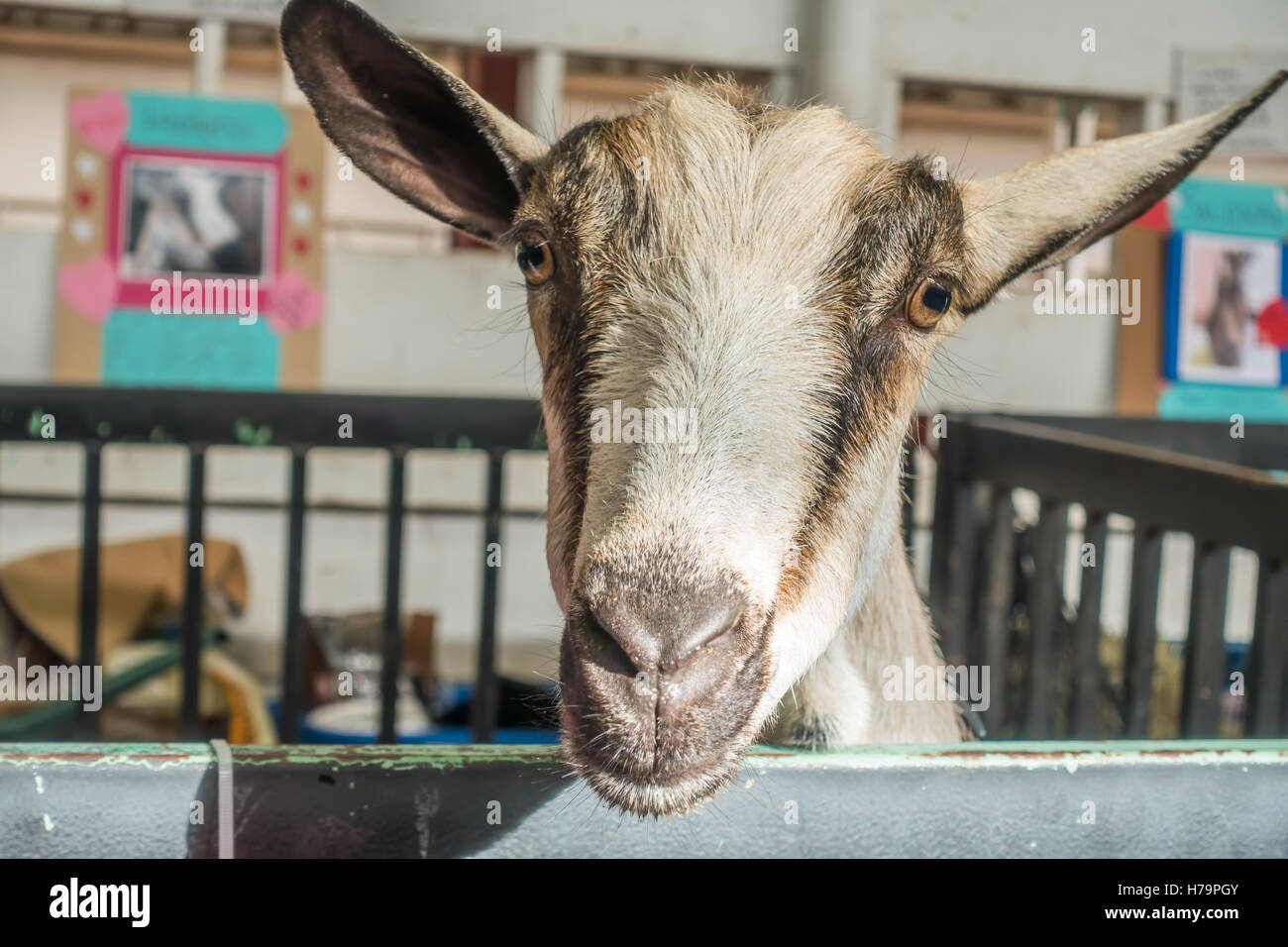 Retrato de un marrón y blanco de cabra con ojos marrones. Foto de stock
