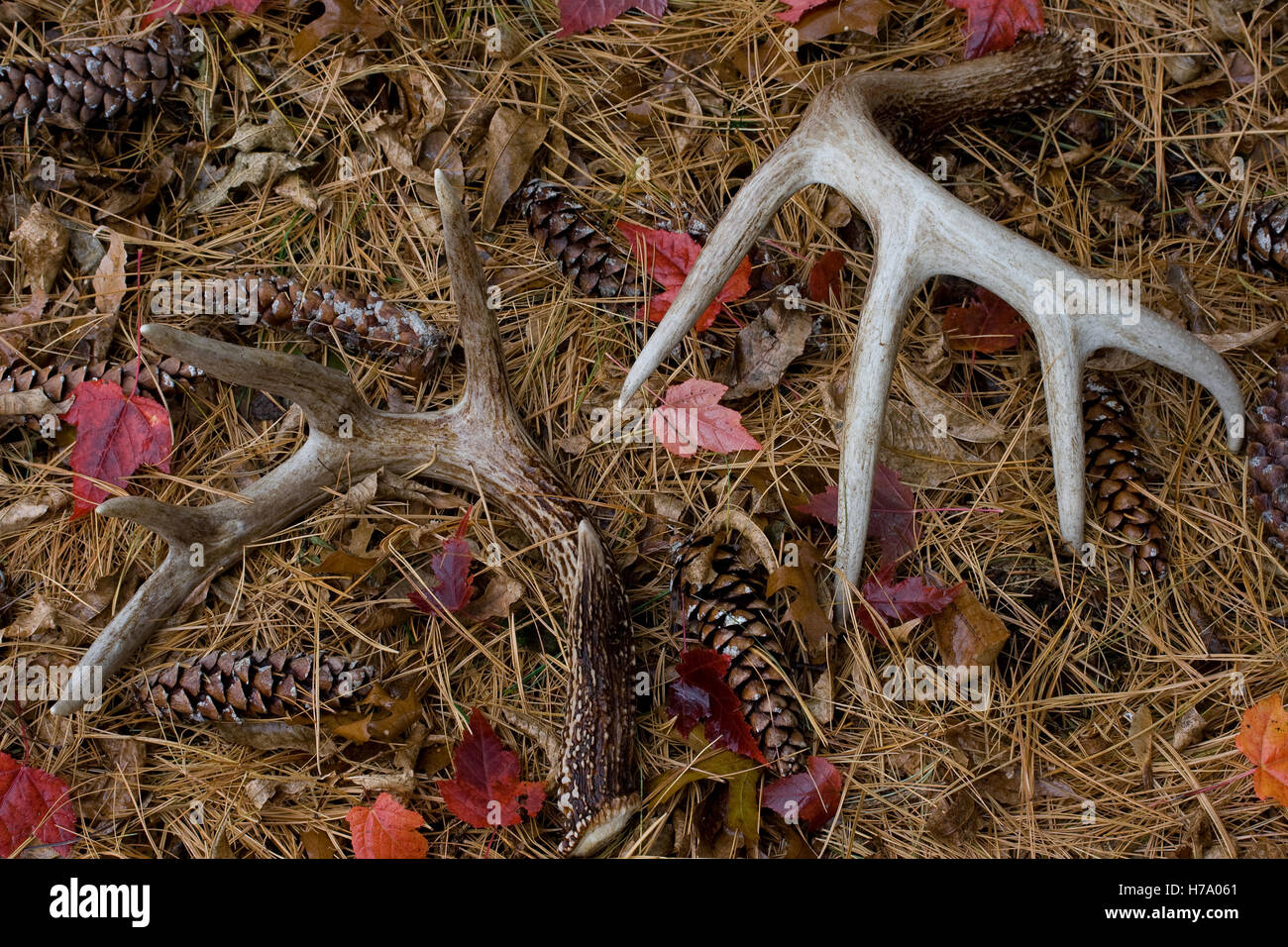 Derramó Venado cornamenta en agujas de pino - sureste de Minnesota - Estados Unidos Foto de stock