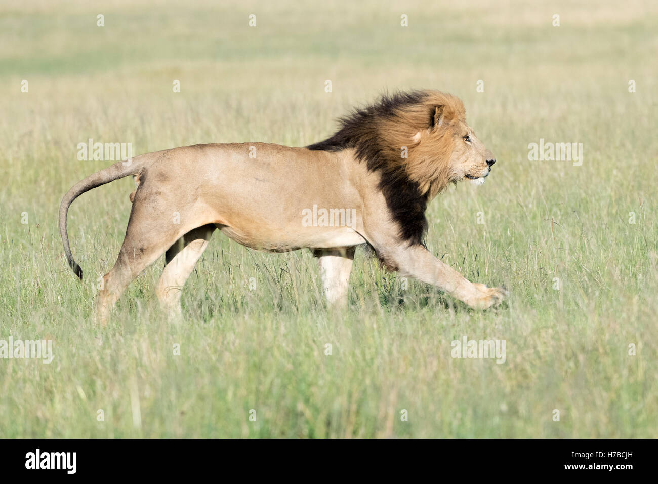 León corriendo fotografías e imágenes de alta resolución - Alamy