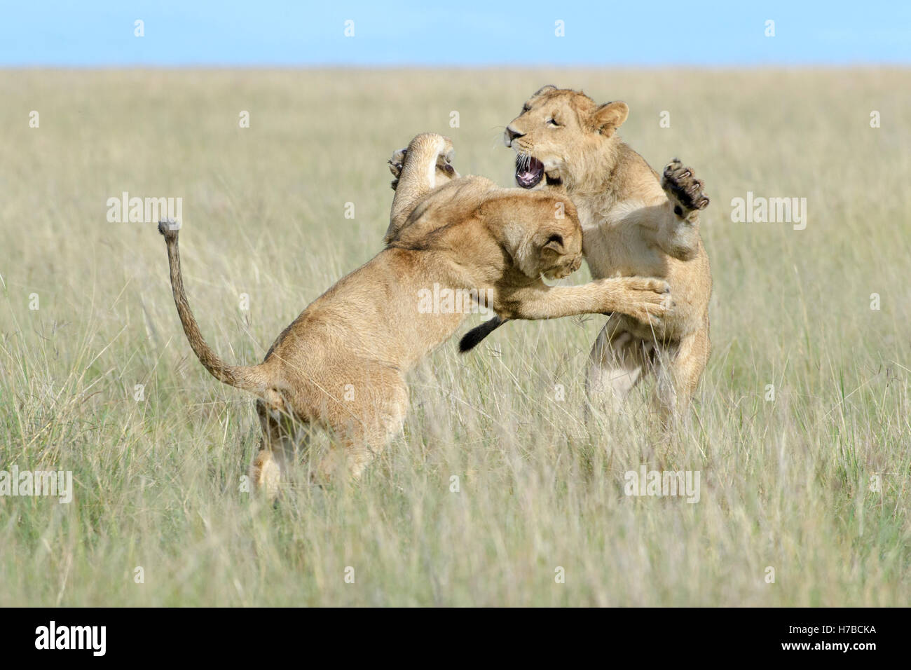 Jóvenes leones (Panthera leo) jugando juntos, reserva nacional Maasai Mara, Kenia Foto de stock