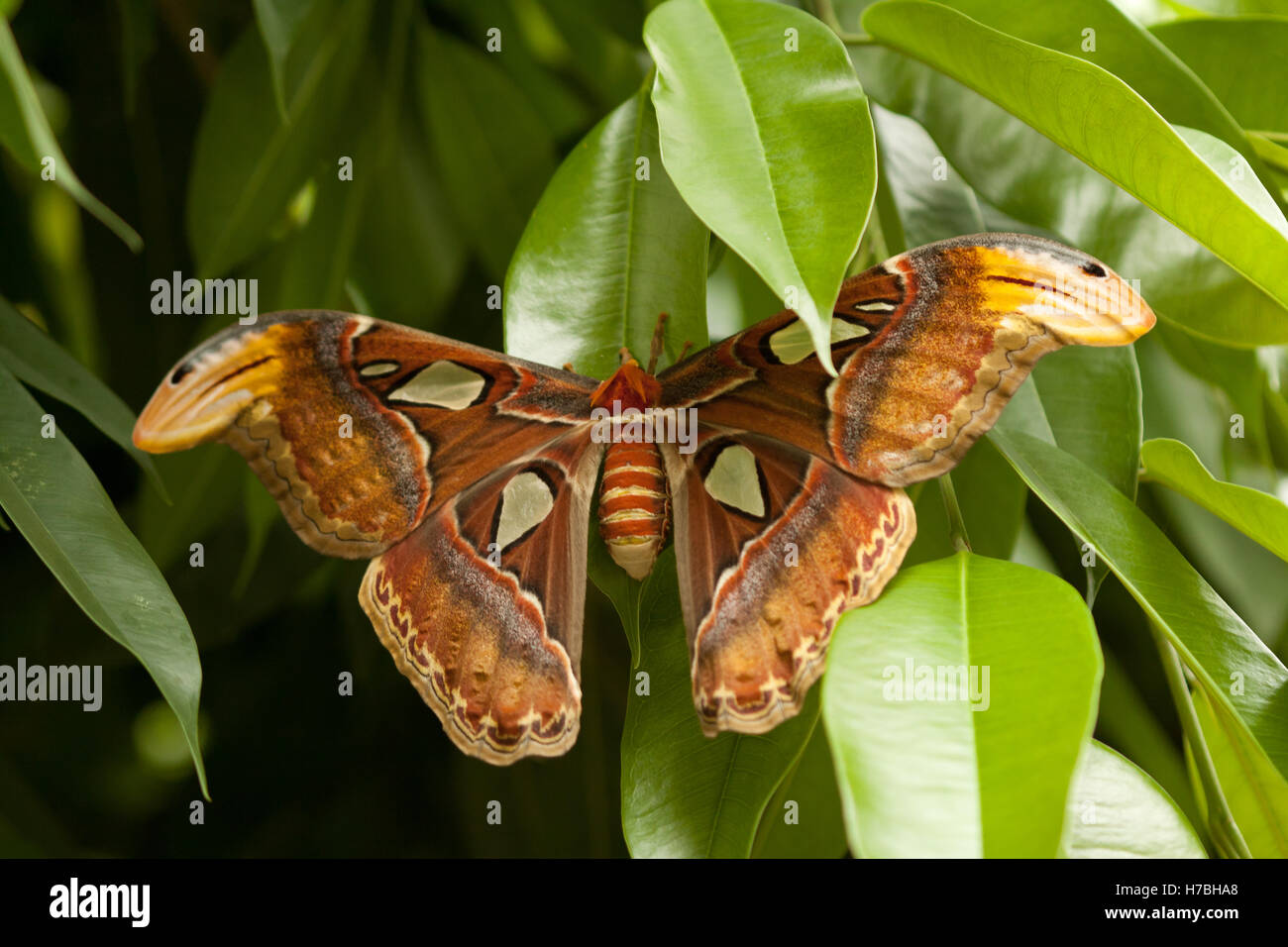 Mariposa grande fotografías e imágenes de alta resolución - Alamy