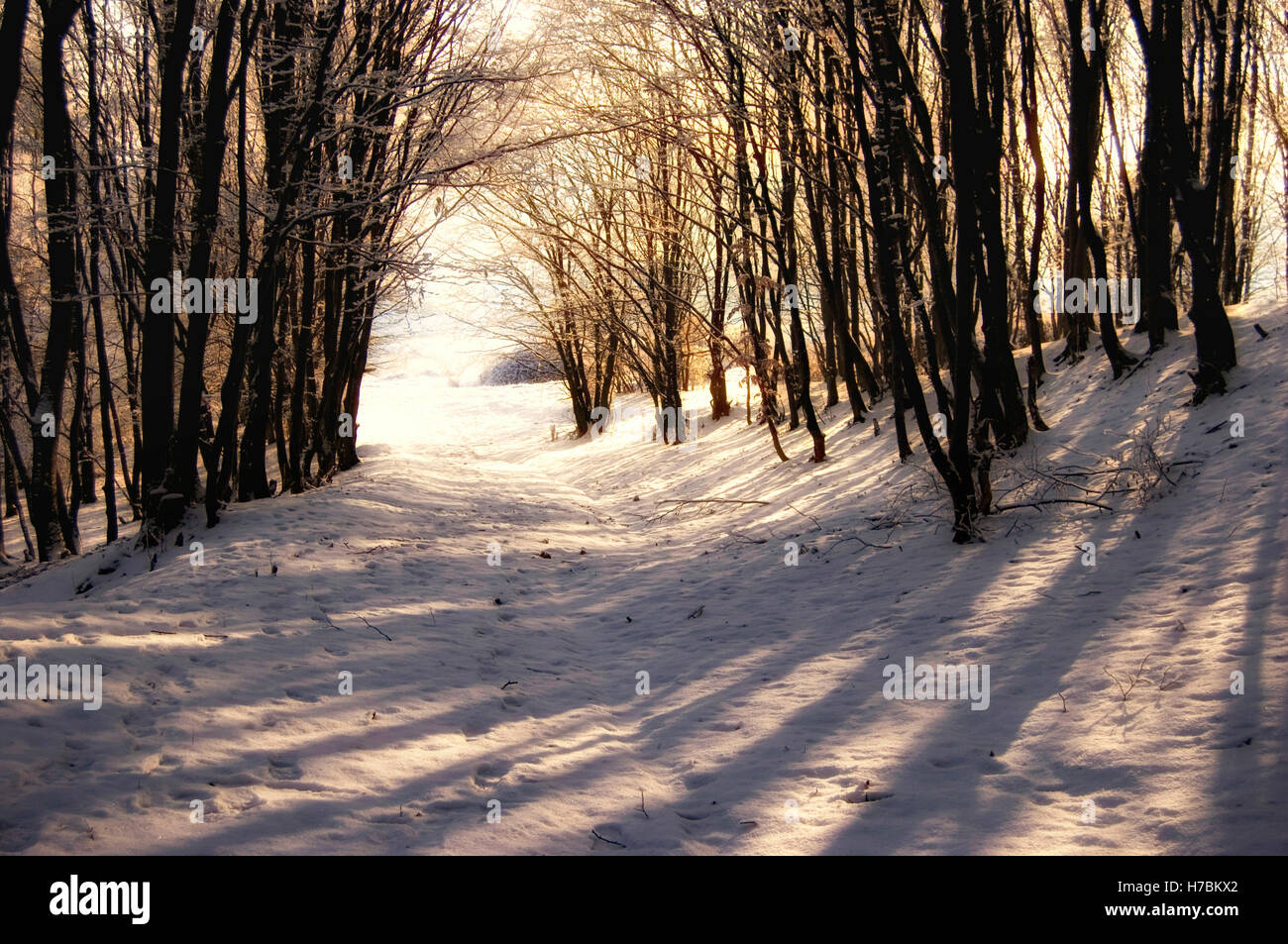 Luz del atardecer sobre la nieve en el bosque Foto de stock
