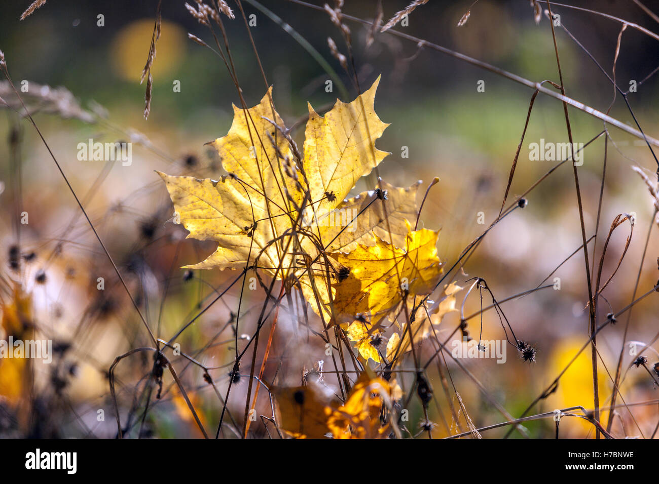 Acer platanoides, Noruega arce hoja en otoño caída otoño hoja viento, otoño Foto de stock