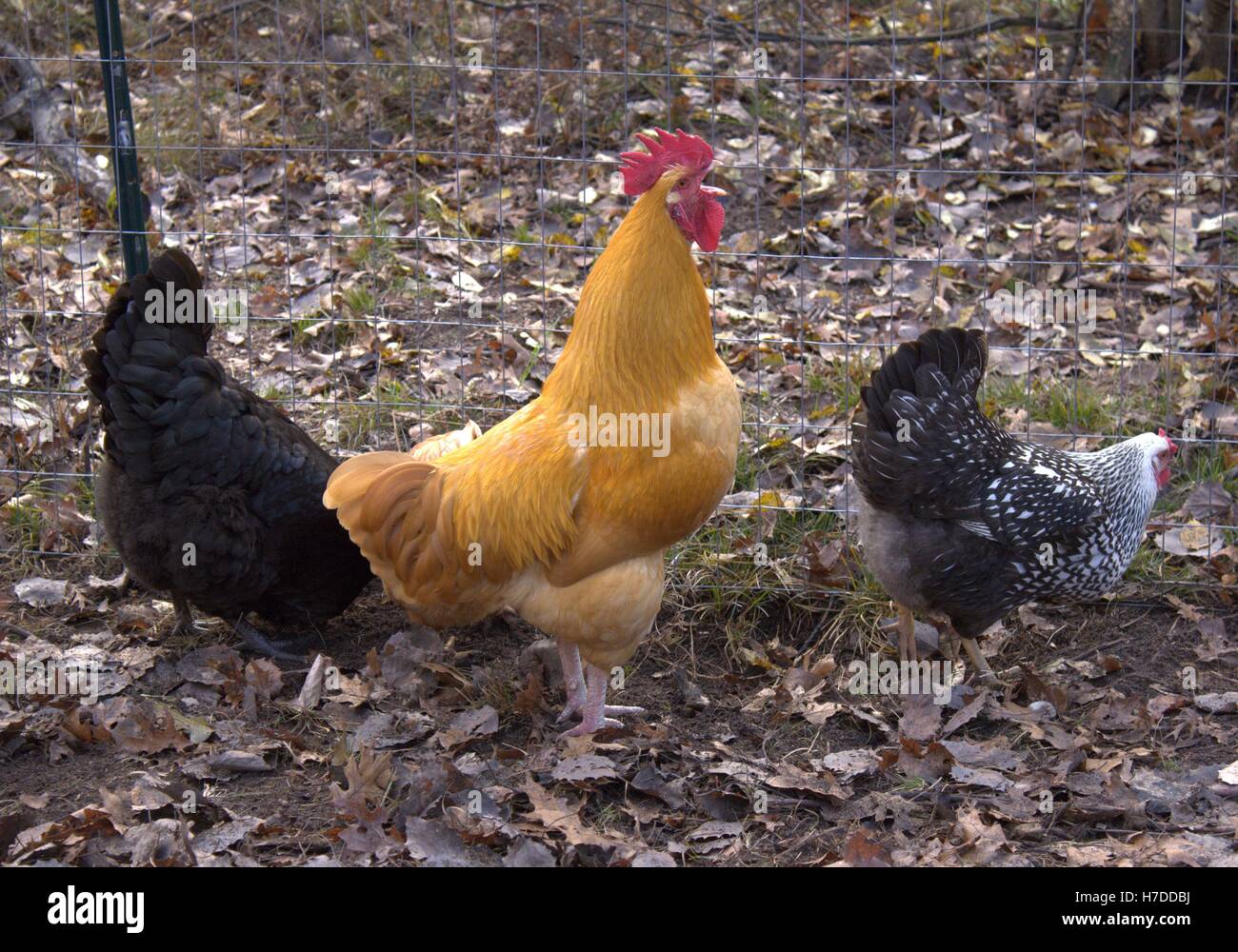 Buff Orpington Gallo mientras rodeado por sus gallinas Foto de stock