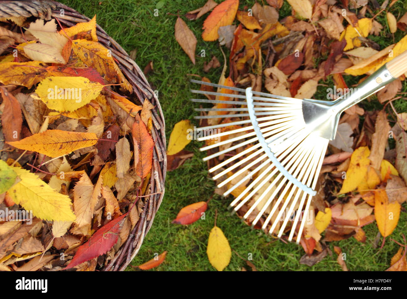 Recoger las hojas en otoño de un jardín de césped para compostaje para hacer moldes de hojas mulch Foto de stock