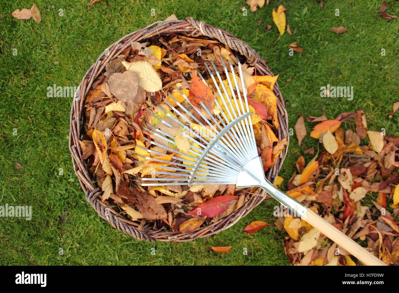 Recoger las hojas en otoño de un jardín de césped para compostaje para hacer moldes de hojas mulch Foto de stock