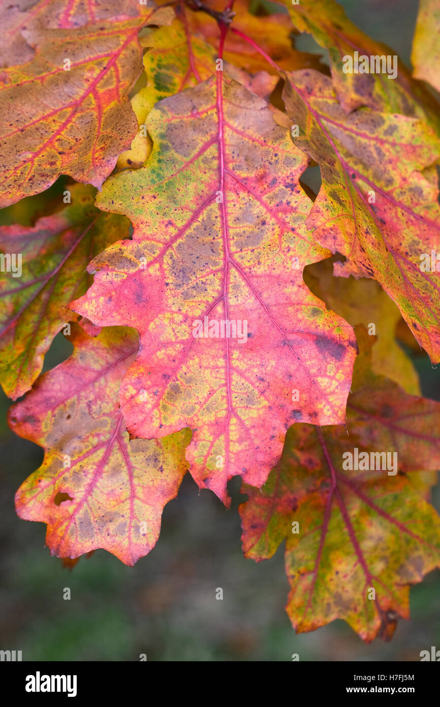 Quercus hojas en el otoño. Hojas de Roble. Foto de stock