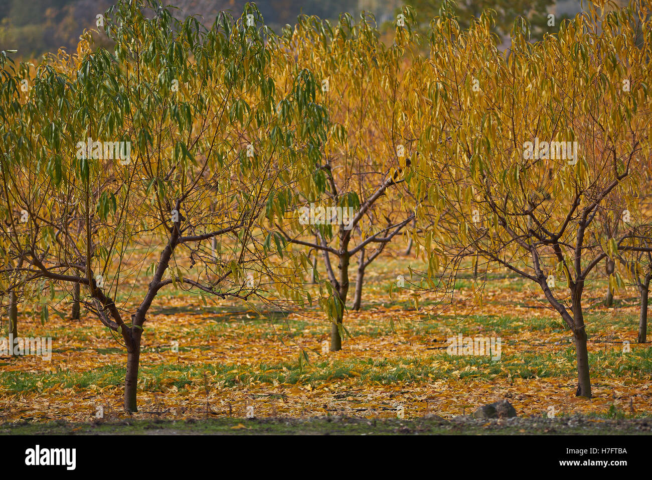 Los melocotoneros tornando amarillenta en otoño peachery Foto de stock
