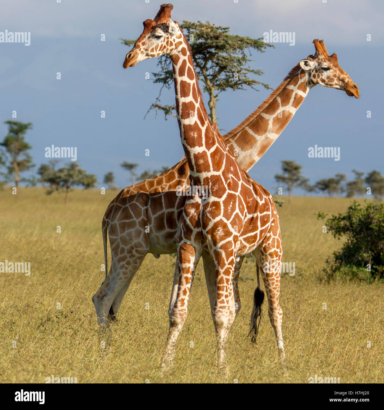 Dos reticulada jirafa Giraffa reticulata "Somali jirafa" quietos durante el cuello luchando, Laikipia, Kenya África Oriental 2016 Foto de stock