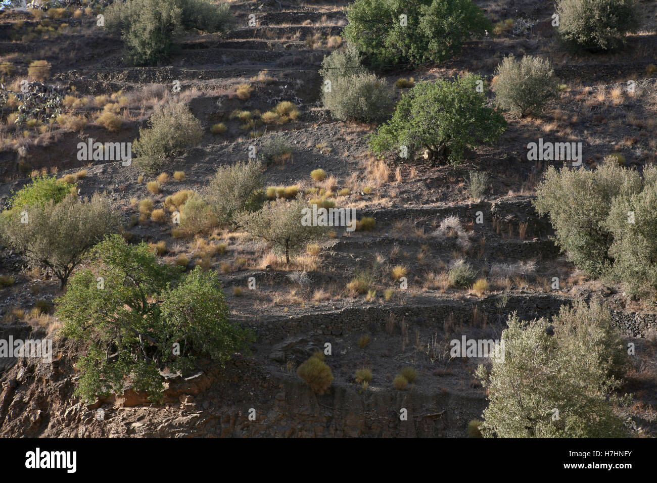 Vista de los paisajes agrícolas de Andalucía, al sur de España. Almendros y Olivos creciendo vertiginosamente en las terrazas de las laderas Foto de stock