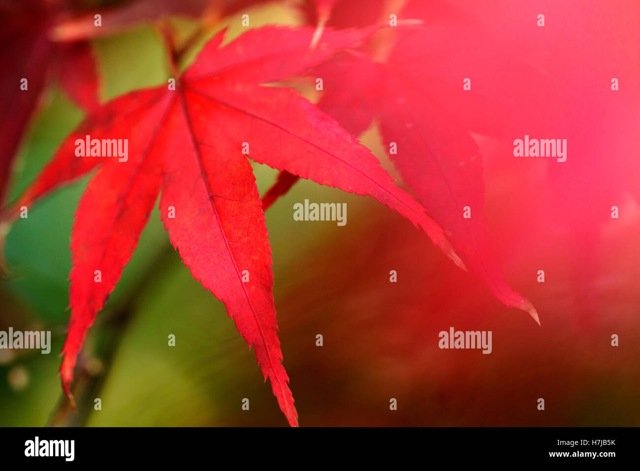 Acer Palmatum Osakazuki, arce japonés. Foto de stock