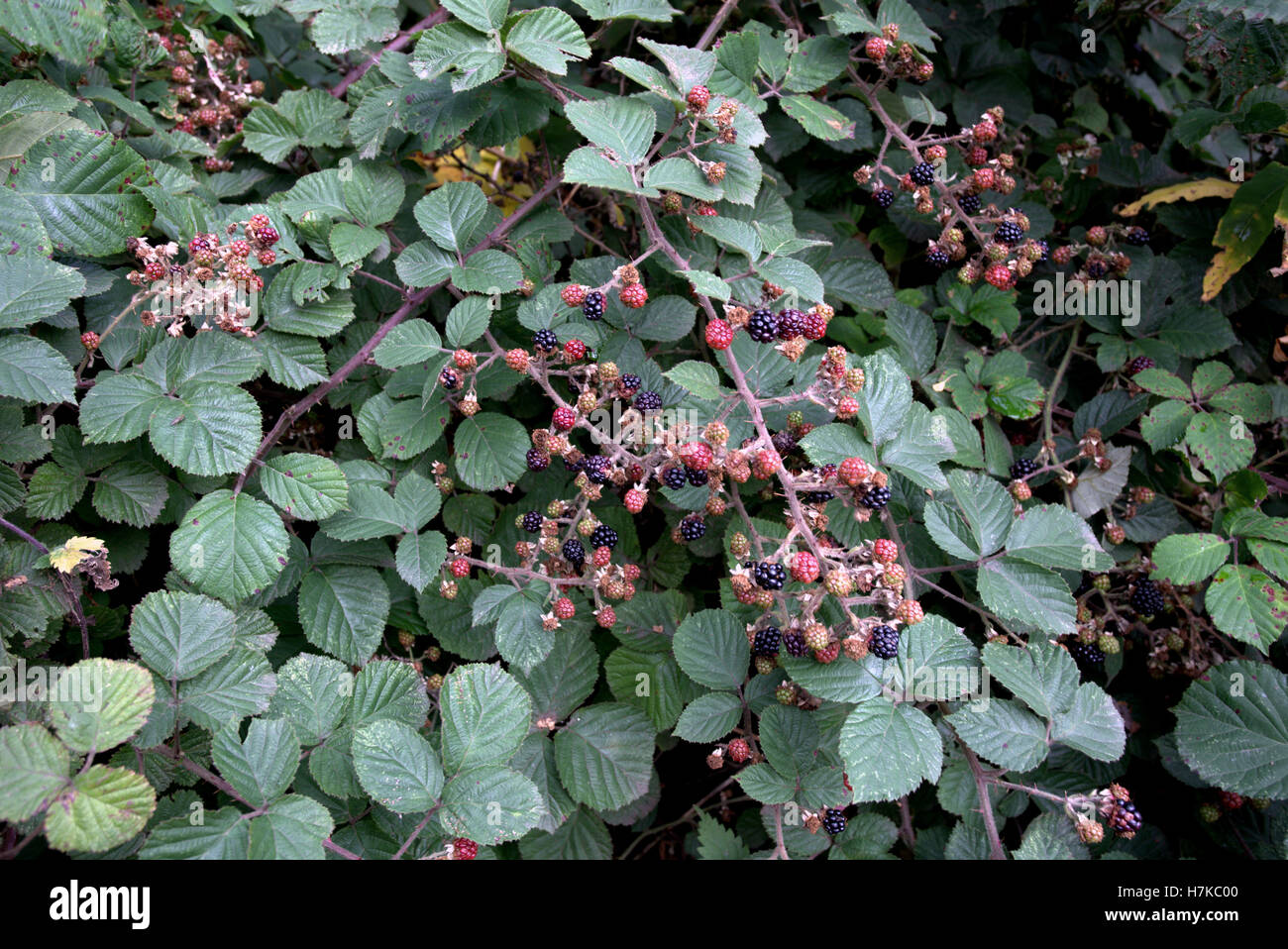 Las zarzas bayas silvestres en bush negro y rojo Foto de stock