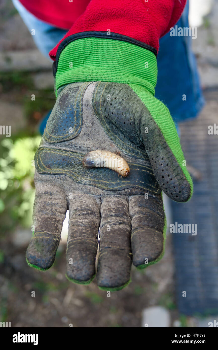 Hombre sujetando una larva en su mano en guantes Foto de stock