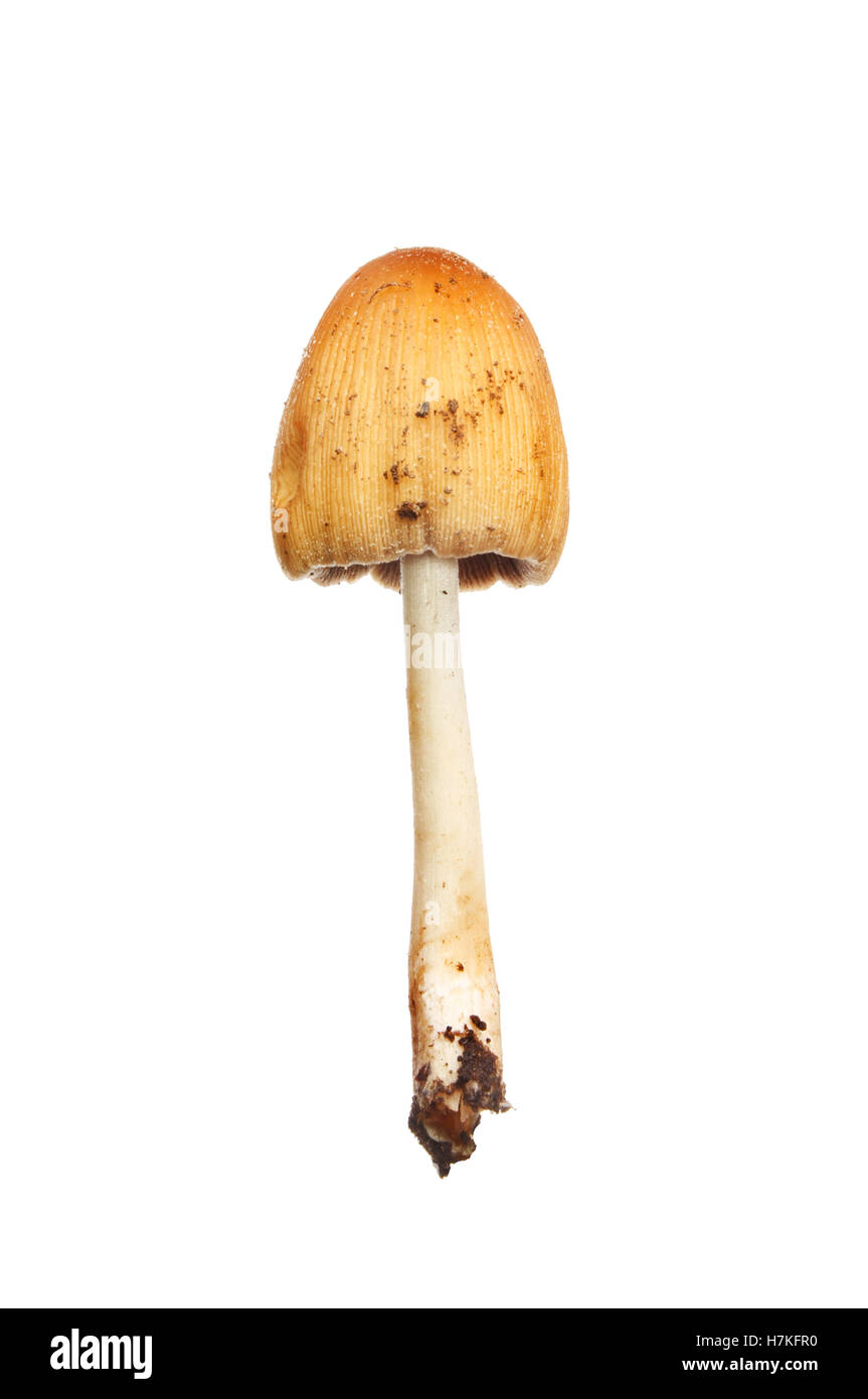Toadstool aislado contra un blanco Foto de stock