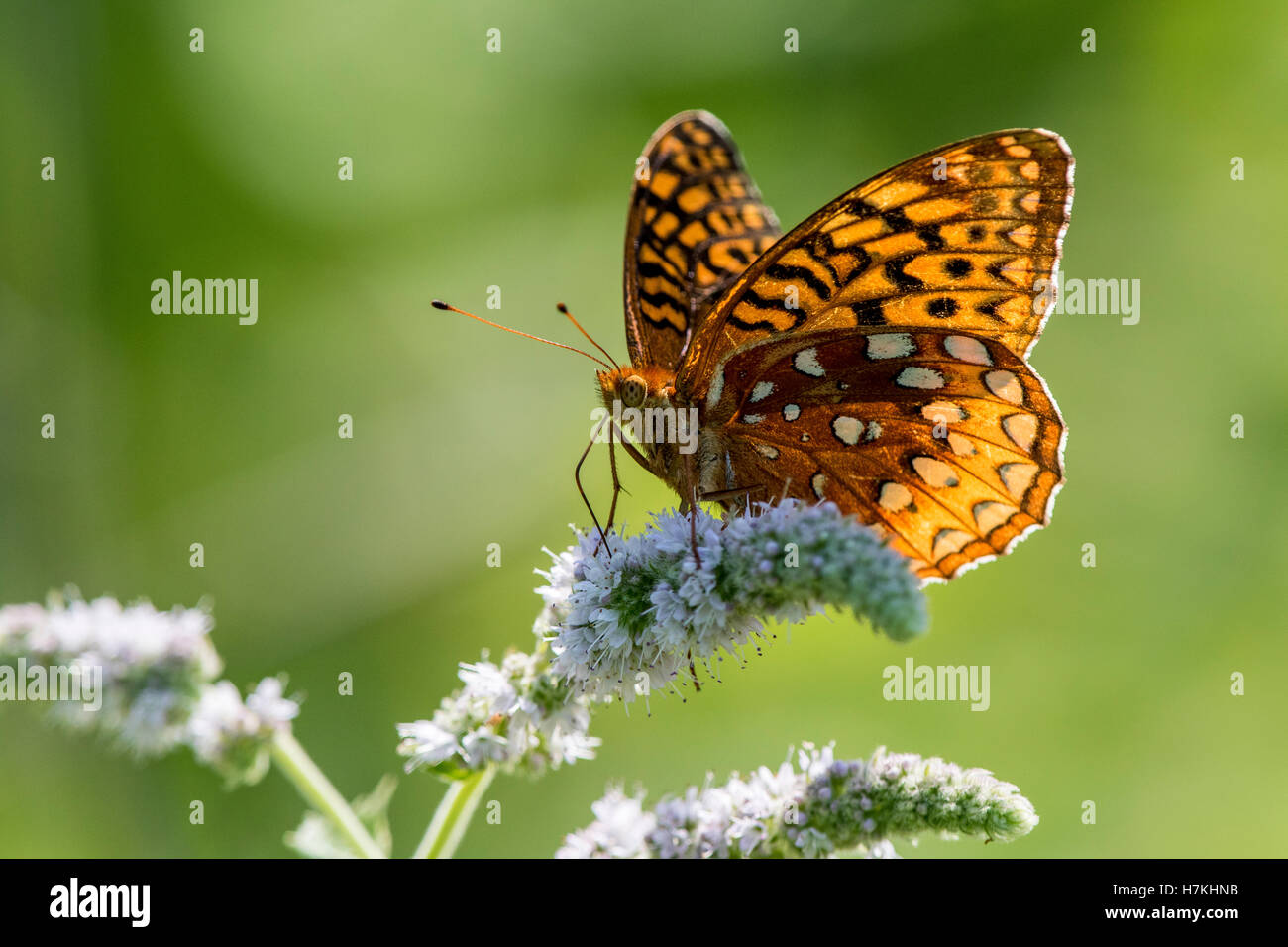 Mariposa en flor. Speyeria butterfly descansando sobre la menta flor con alas en el sol. Foto de stock