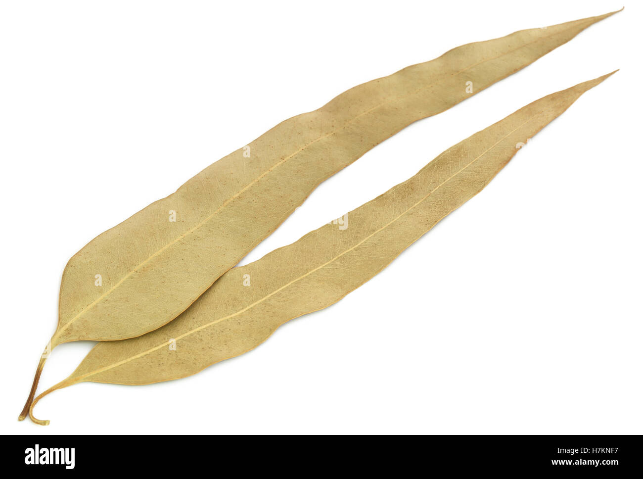 Hojas de eucalipto seca sobre fondo blanco Fotografía de stock Alamy