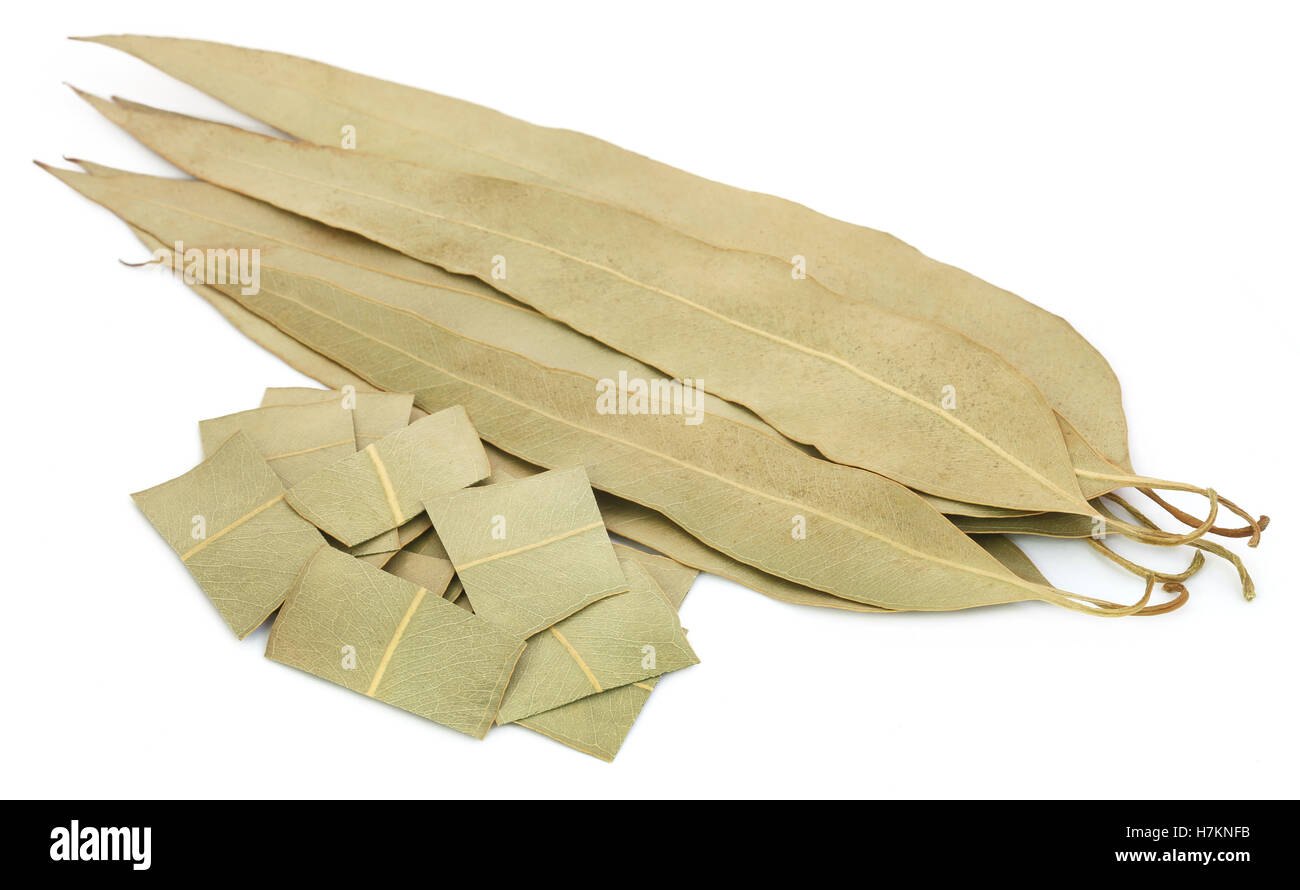 Hojas de eucalipto seca sobre fondo blanco Fotografía de stock Alamy