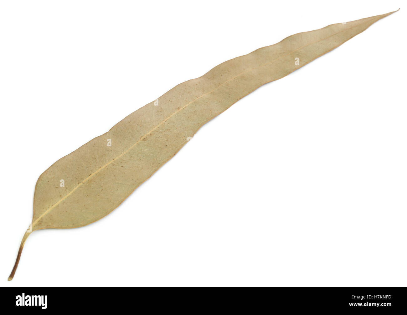 Hojas de eucalipto seca sobre fondo blanco Fotografía de stock Alamy