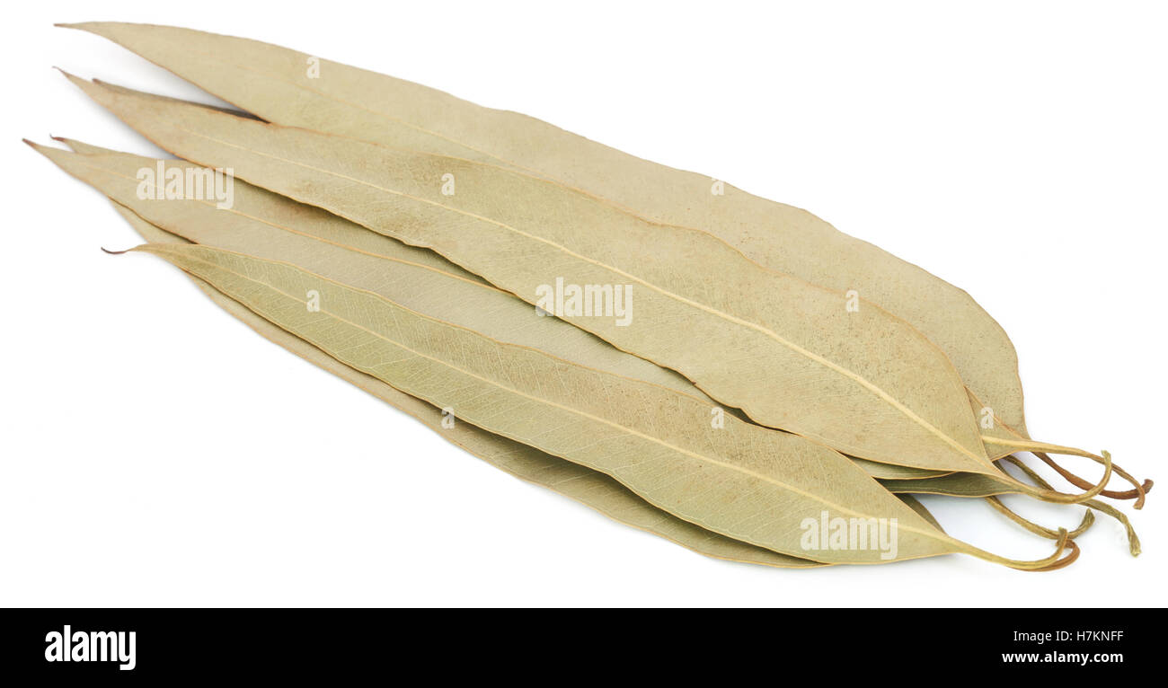 Hojas de eucalipto seca sobre fondo blanco Fotografía de stock Alamy