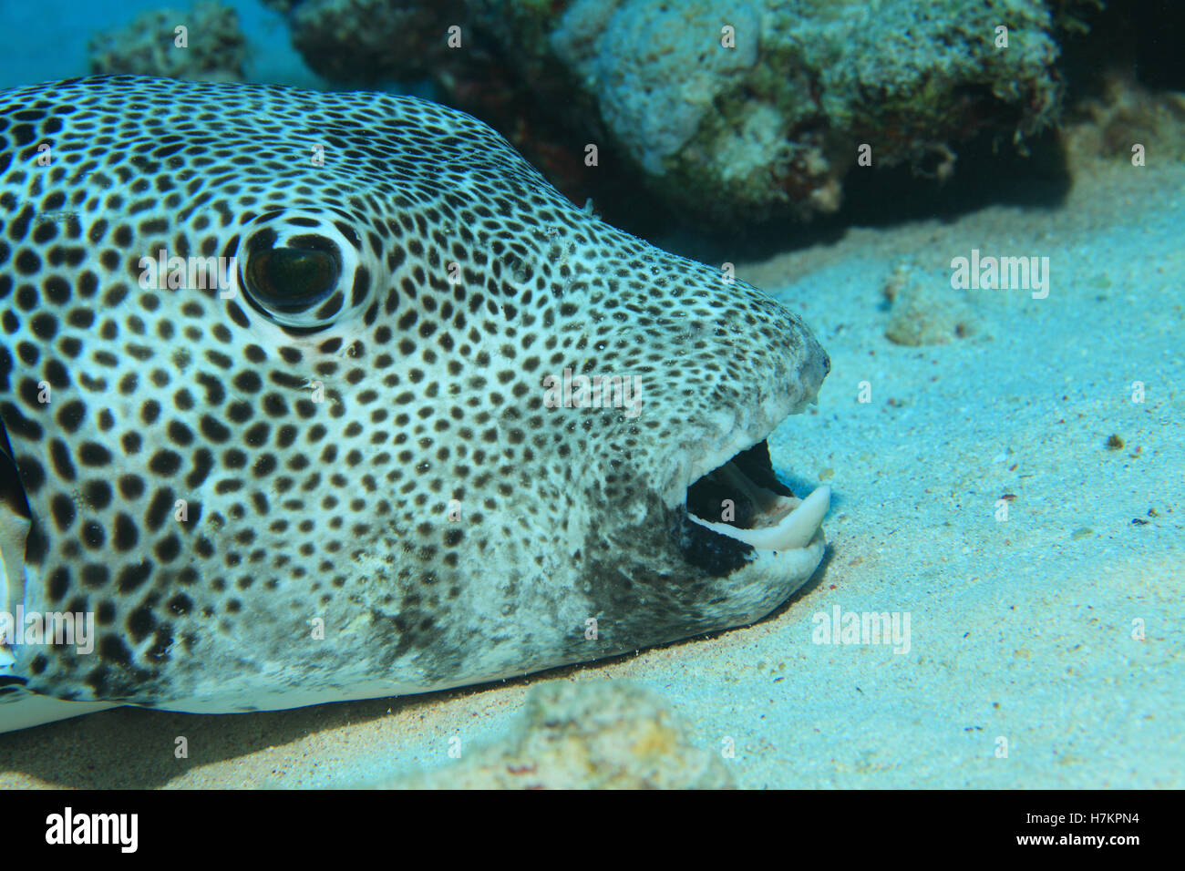 Giant puffer fish fotografías e imágenes de alta resolución Alamy Giant puffer fish fotografías e imágenes de alta resolución Alamy