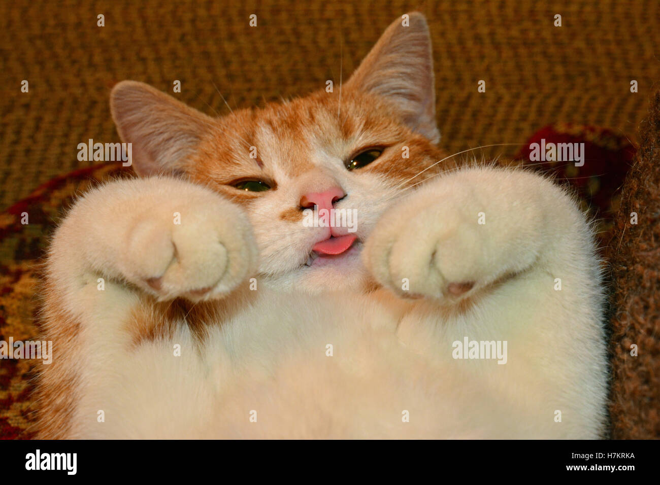 Muy lindo bebé jengibre gatito posando con su vientre frota Foto de stock