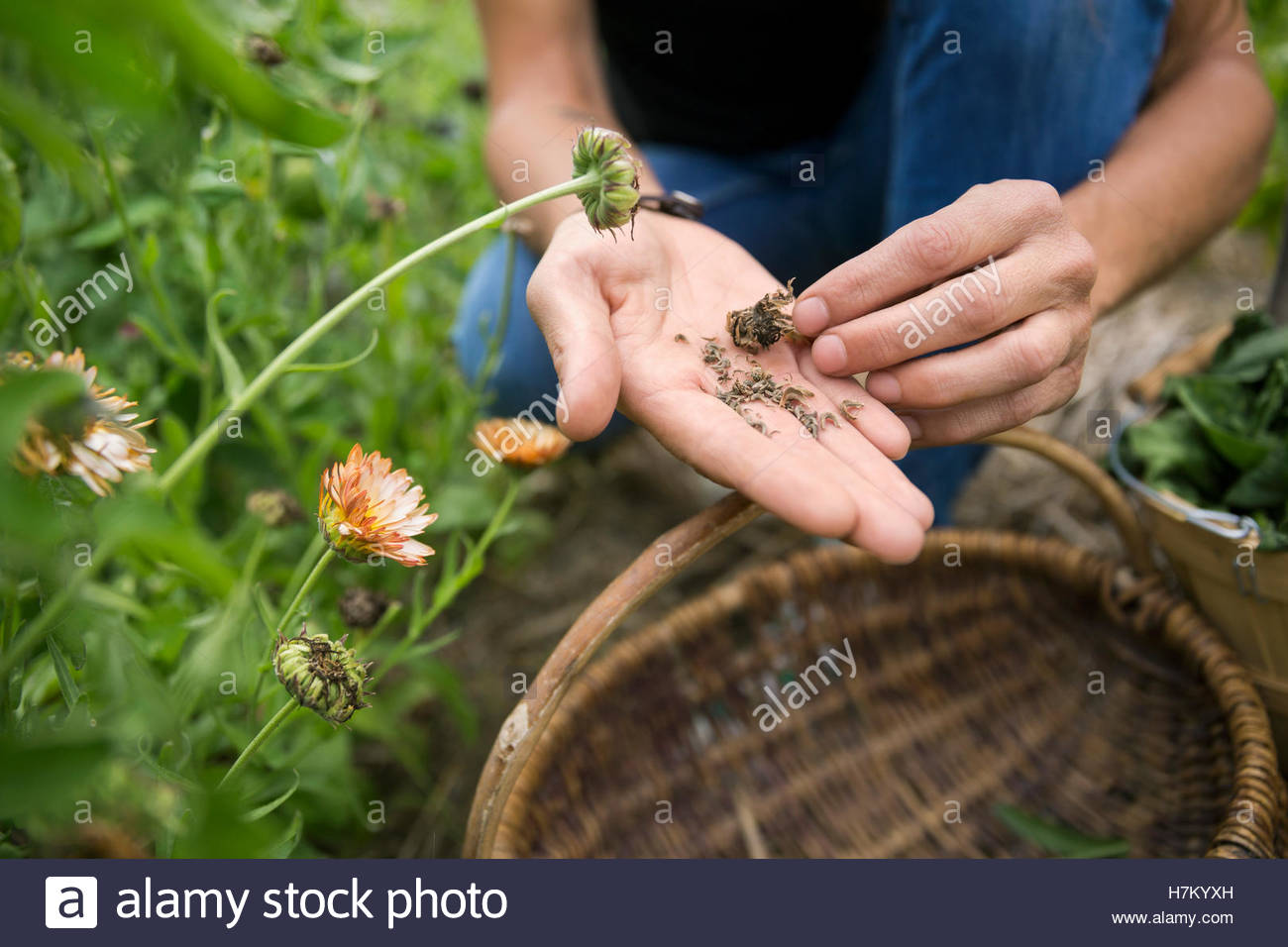 Mujer examinar las semillas en el jardín Foto de stock