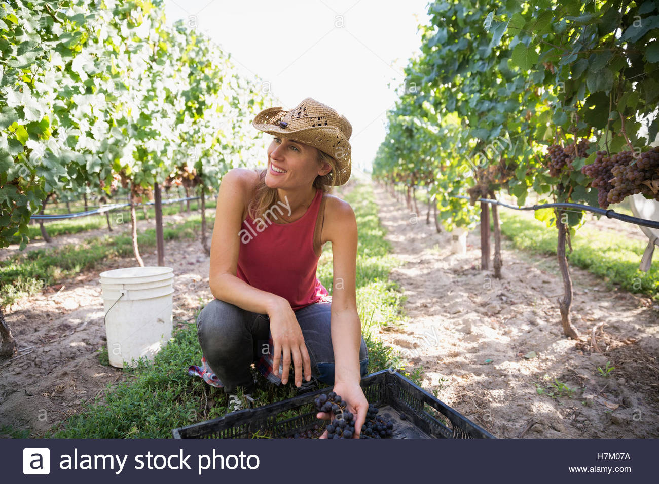 Mujer sonriente vintner cosechando uvas en la viña Foto de stock