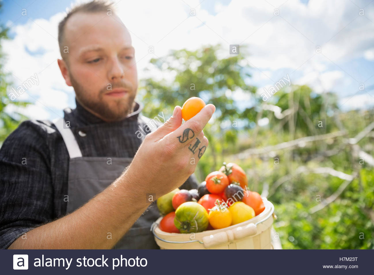 De la granja a la mesa chef cosecha madura e inspeccionando los tomates reliquia en el jardín Foto de stock