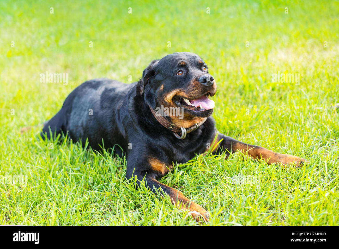 Buena raza de perro fotografías e imágenes de alta resolución - Alamy