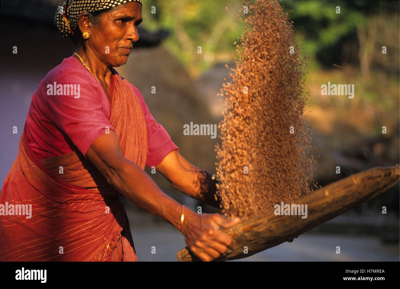 Karnataka, India Moodbidri, el cultivo de arroz, mujer aventar arroz para separar grano de paja Foto de stock