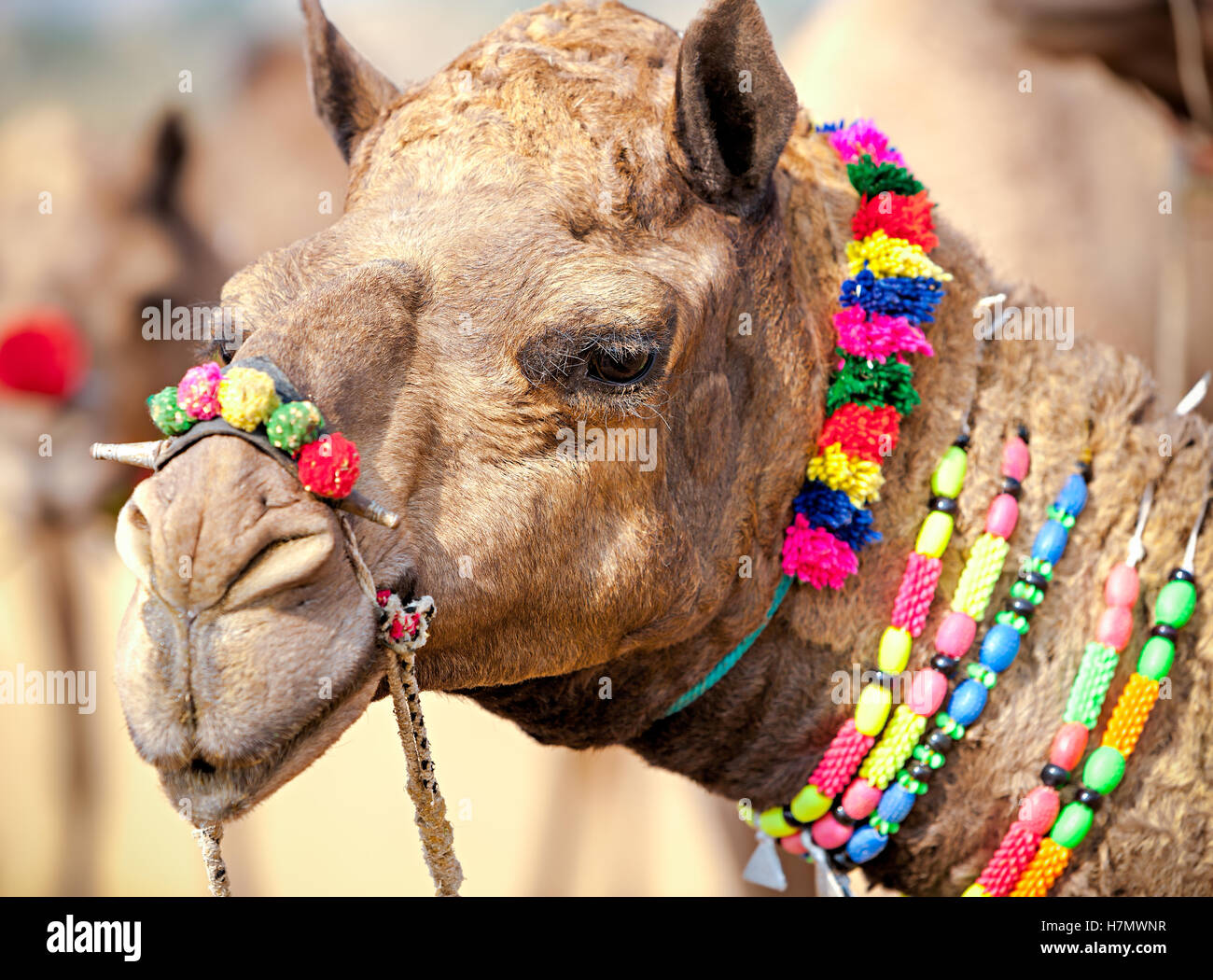 Decorado en la feria de camellos de Pushkar. Rajasthan, India, Asia Foto de stock