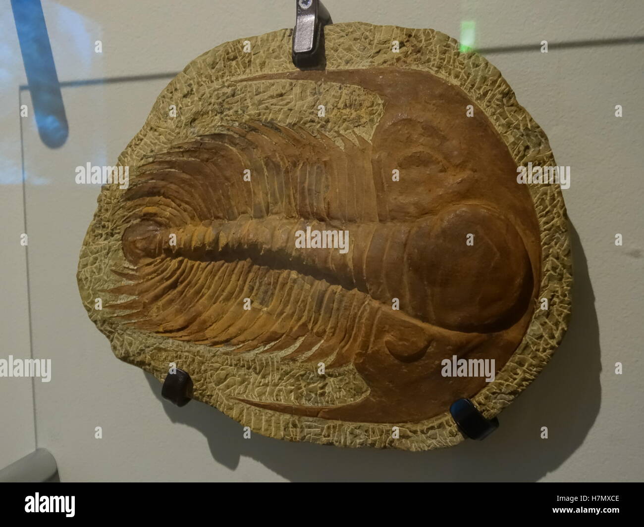 Un gran trilobite fósil en una vitrina Foto de stock