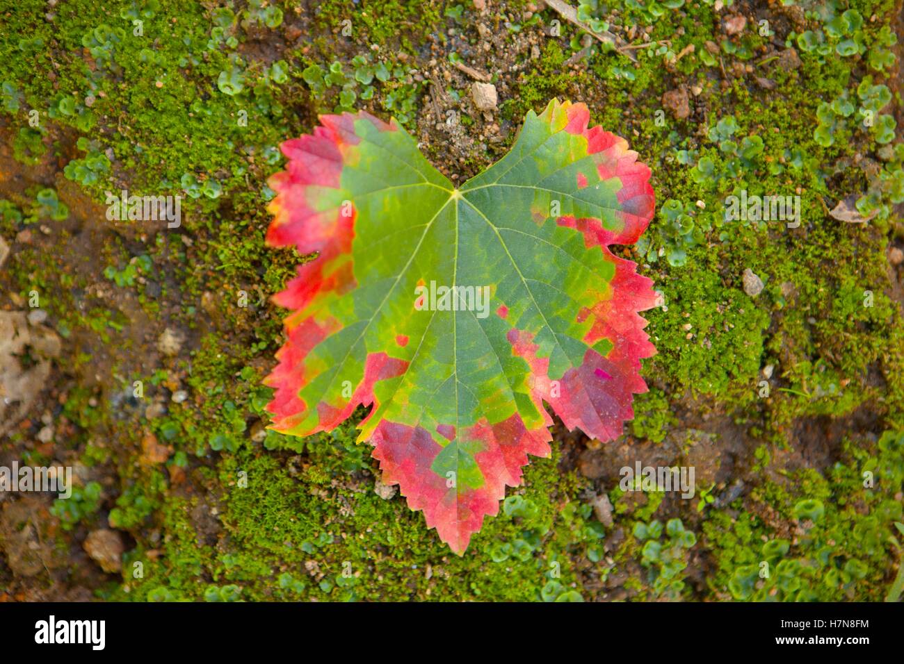 La transformación del color de una hoja de parra, verde a rojo Fotografía de stock Alamy