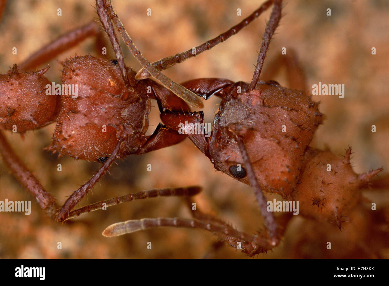 Leafcutter hormiga (Acromyrmex sp) trabajadores pare en el camino para identificar mutuamente con trazos de antena, baterías de antenal Foto de stock