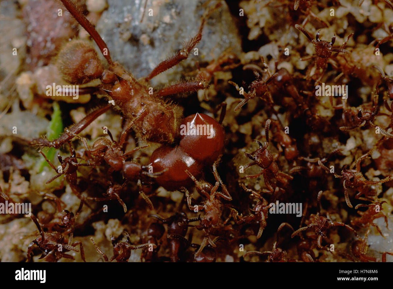Ejército Labidus Ant (sp) grupo enjambre durante un Leafcutter (Atta sexdens) soldado, ambas especies tienen enorme, bien defendido colonias Foto de stock