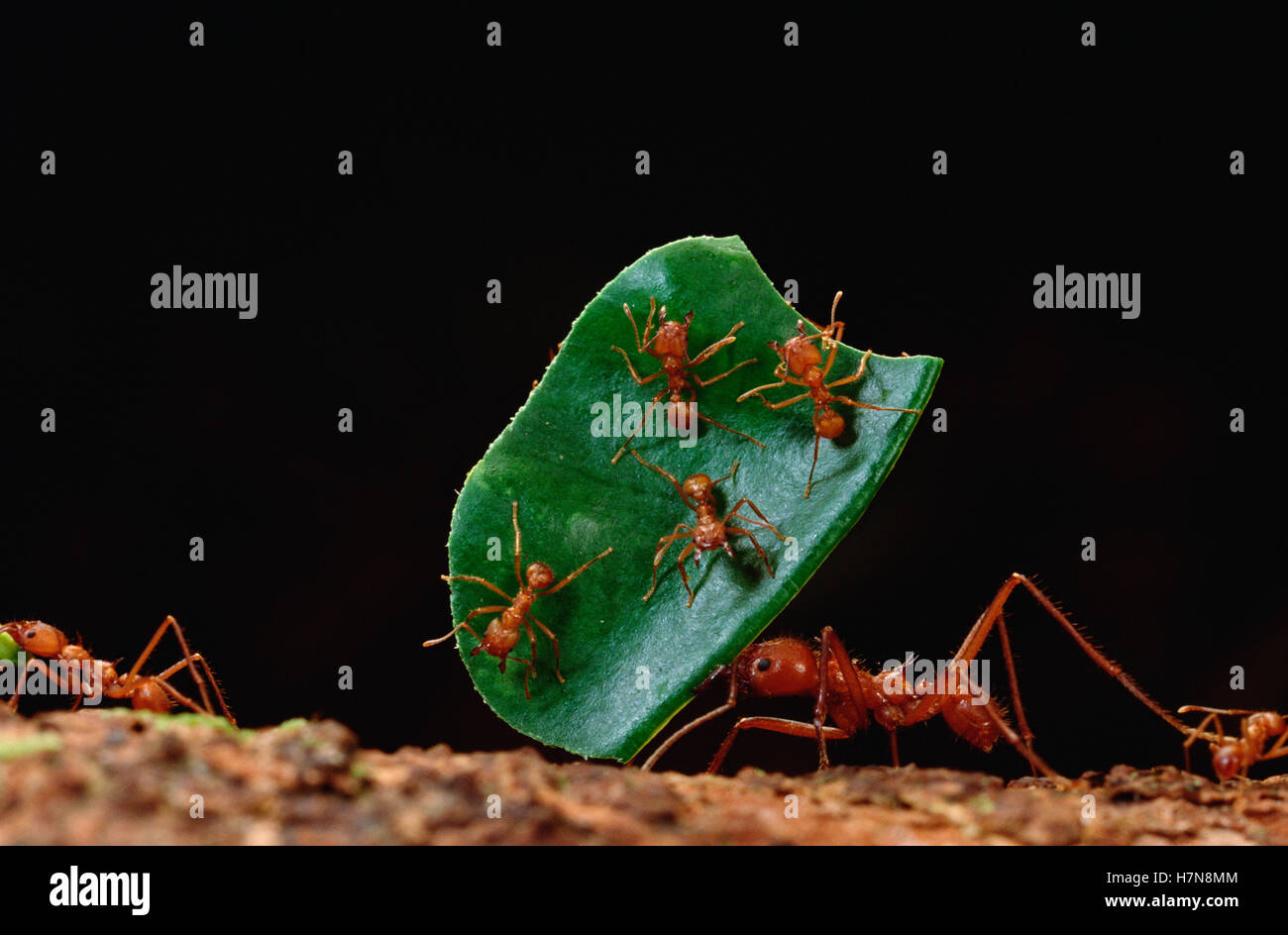 Leafcutter hormiga (Atta cephalotes) trabajador lleva paginación con su mandíbula, trabajadores que llevan las hojas deben basarse en un reparto especial de Foto de stock