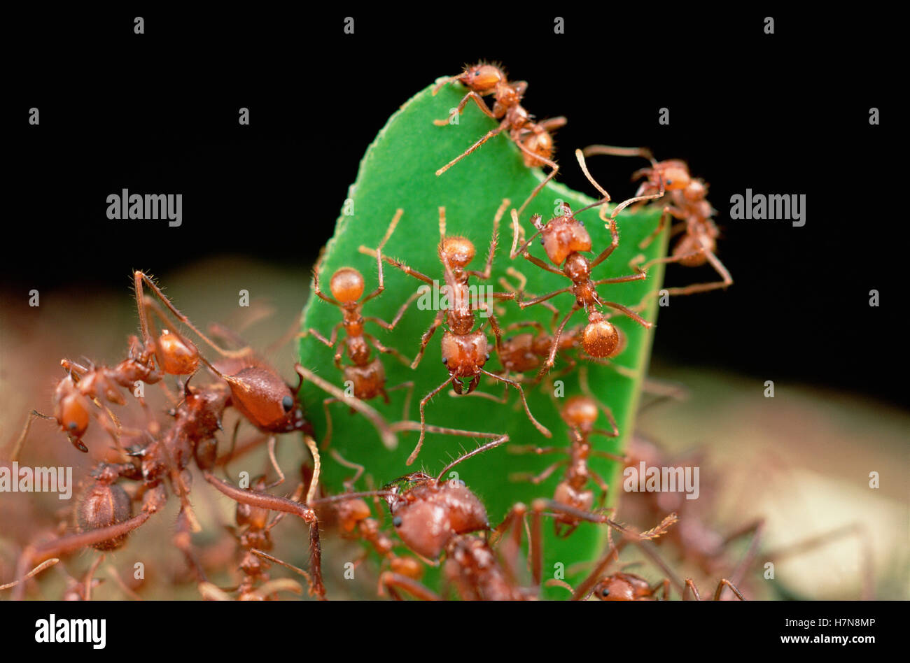 Leafcutter hormiga (Atta cephalotes) trabajador lleva paginación con su mandíbula, trabajadores que llevan las hojas deben basarse en un reparto especial de Foto de stock