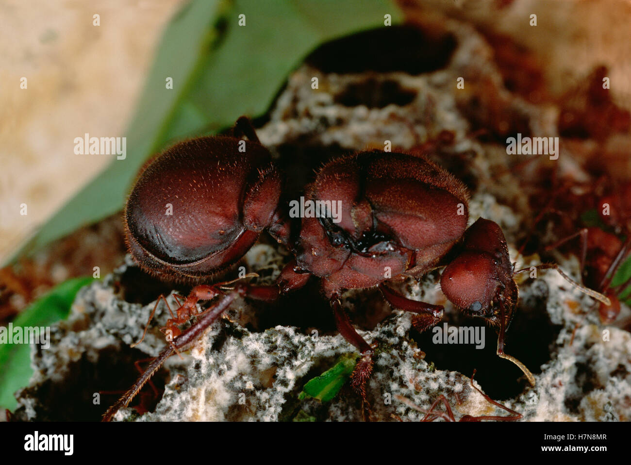 Atta sexdens Leafcutter (Ant) reina, vive desde hace 20 años, cada colonia tiene sólo una reina que coincide sólo en el comienzo de su Foto de stock