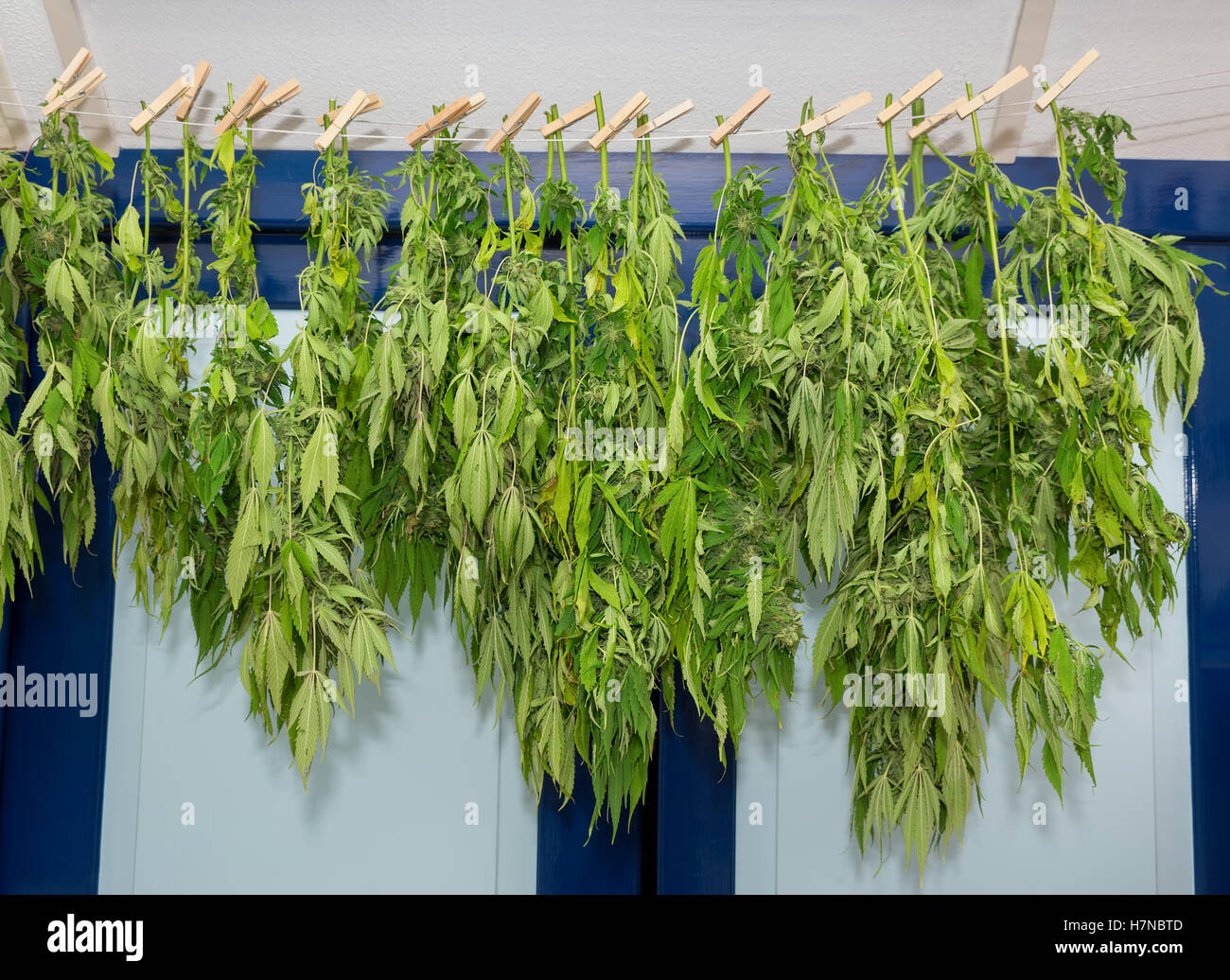 Línea de lavado con el secado de plantas de malezas en buhardilla Foto de stock