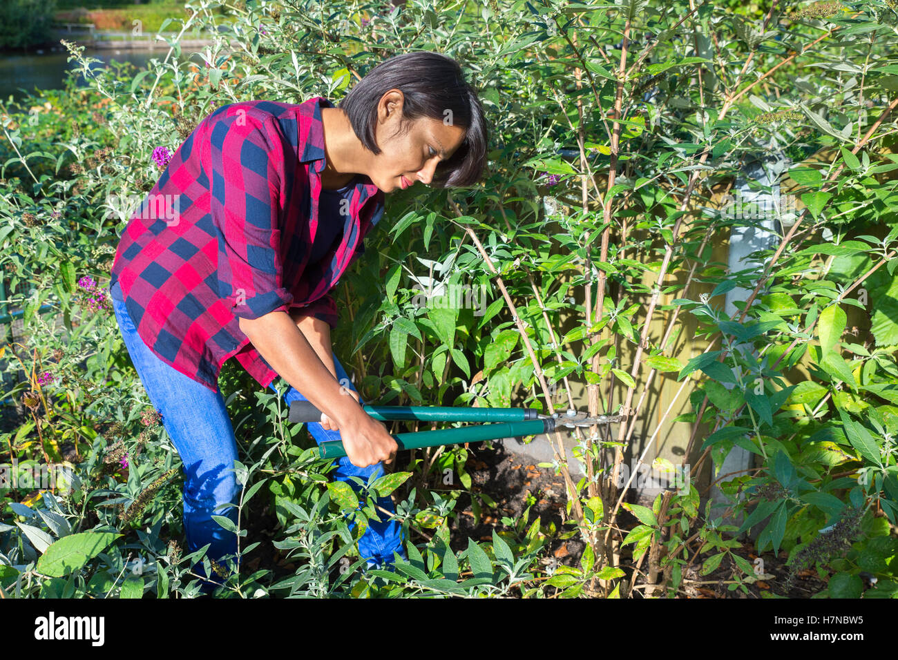 Mujer poda buddleja arbusto con cizallas derrame en el jardín Foto de stock