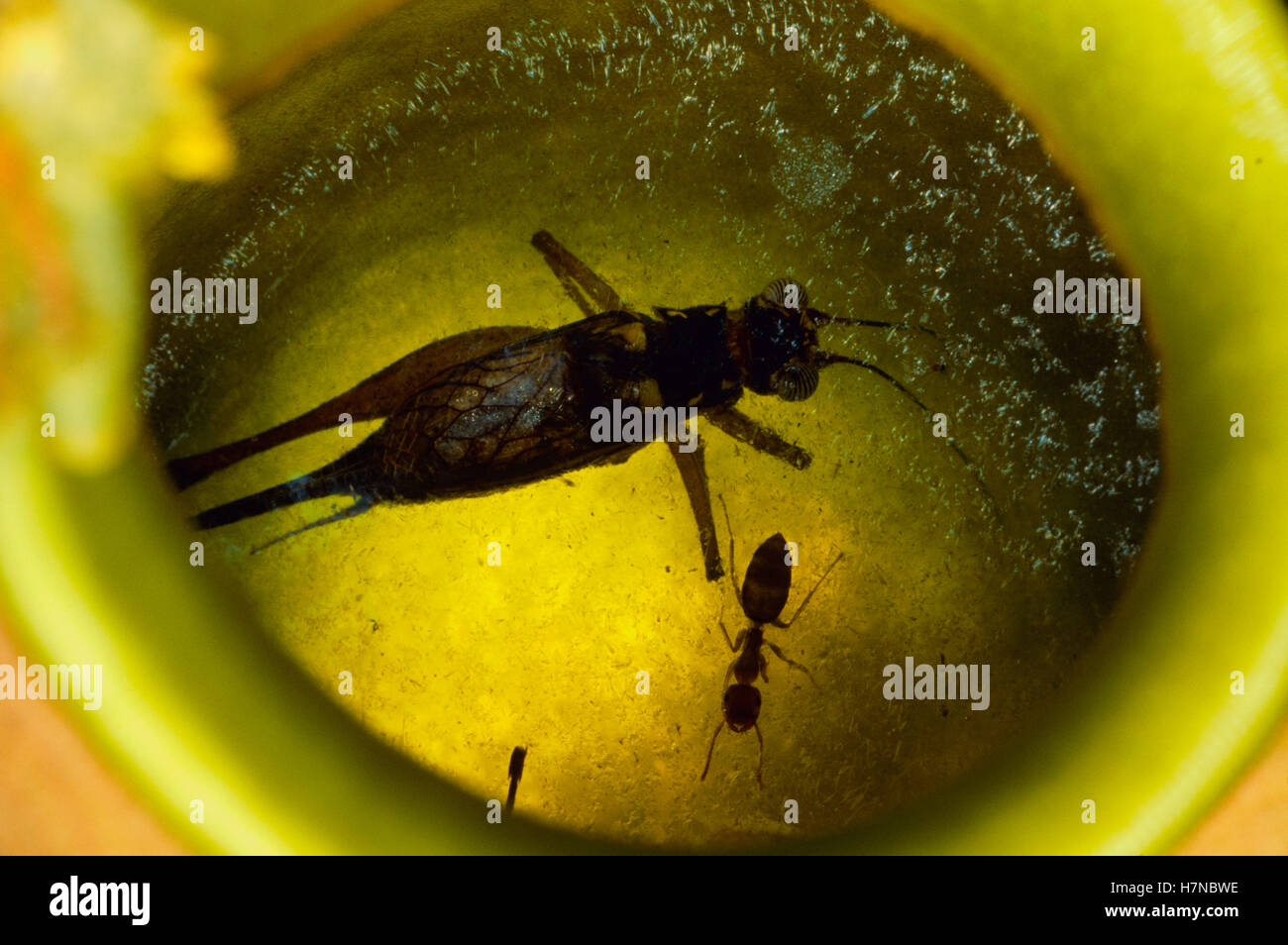 Carpenter Ant (siendo Camponotus sp) nadará ilesos en los jugos digestivos del lanzador recolección de plantas grandes rapaces que, de lo contrario Foto de stock