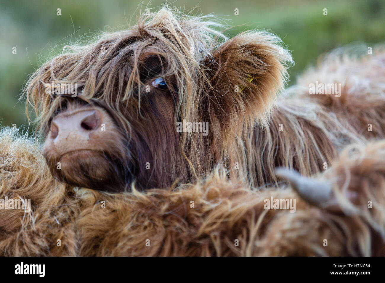 Highland ganado, Isla de Skye, Escocia Foto de stock